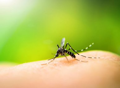 Dịch vụ kiểm soát và diệt muỗi - Diệt Côn Trùng Hit Pest Việt Nam - Công Ty TNHH Hit Pest Việt Nam