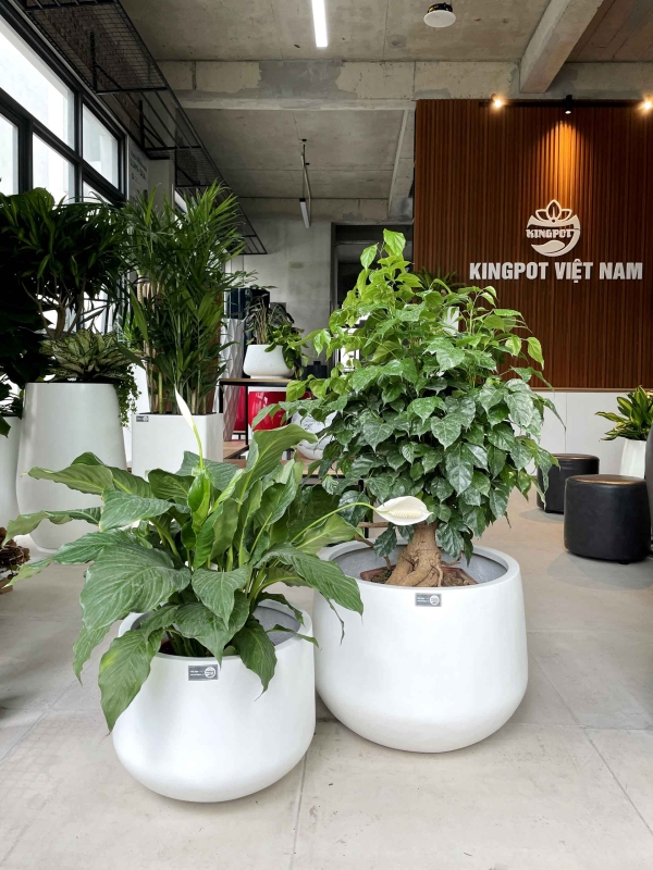 Bộ chậu tròn thấp Composite 4331 - Chậu Composite Kingpot -  Công Ty Cổ Phần Kingpot Việt Nam