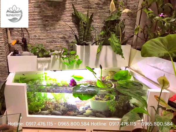 Chậu Composite nuôi cá kèm kính