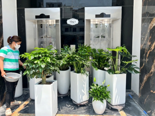 Chậu cảnh văn phòng - Công Ty Cổ Phần Kingpot Việt Nam