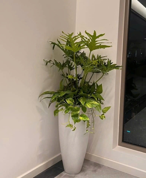 Chậu tròn thân cao vát đáy - Công Ty Cổ Phần Kingpot Việt Nam