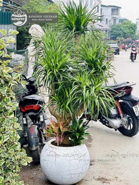 Chậu tròn thấp - Công Ty Cổ Phần Kingpot Việt Nam