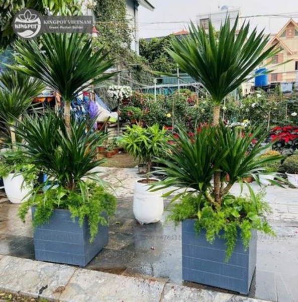 Chậu vuông vân xanh - Công Ty Cổ Phần Kingpot Việt Nam