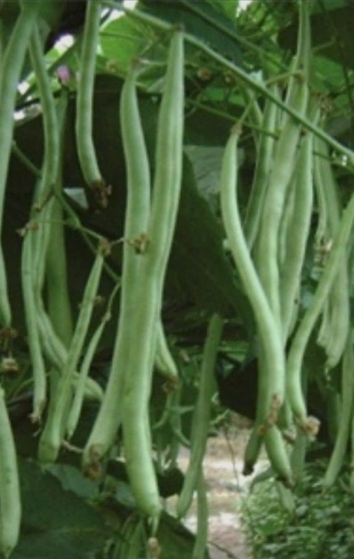 Đậu đũa