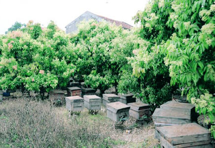 Trại ong mật trong rừng vải