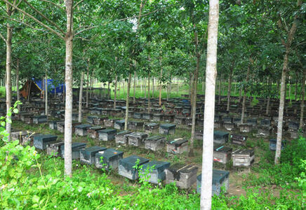 Trang trại mật trong rừng cao su