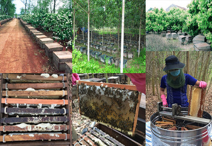 Trang trại nuôi ong