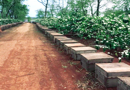 Trang trại ong mật trong rừng cà phê