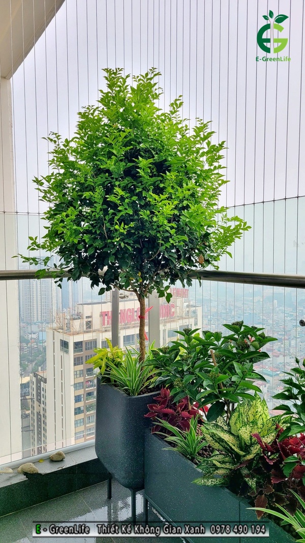 Cây xanh  - Hệ Thống Tưới Tự Động E - GREENLIFE Việt Nam - Công Ty Cổ Phần Thương Mại Dịch Vụ Và Sản Xuất E - GREENLIFE Việt Nam