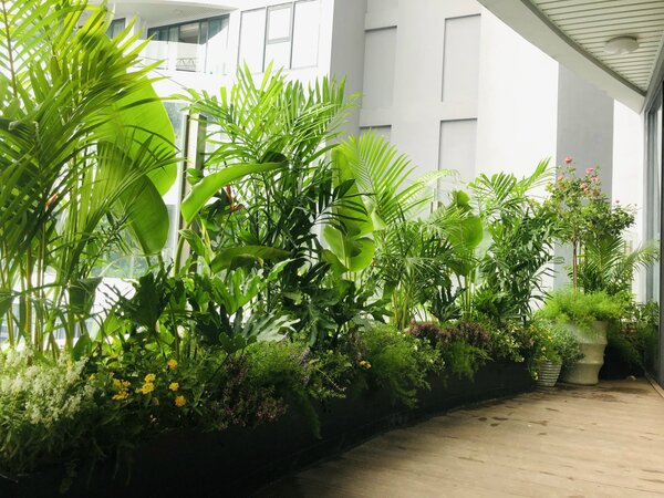 Cây xanh  - Hệ Thống Tưới Tự Động E - GREENLIFE Việt Nam - Công Ty Cổ Phần Thương Mại Dịch Vụ Và Sản Xuất E - GREENLIFE Việt Nam