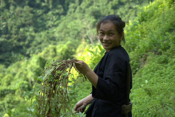 Cây thạch đen