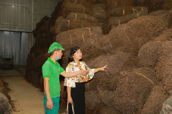 Cây thạch đen phơi khô