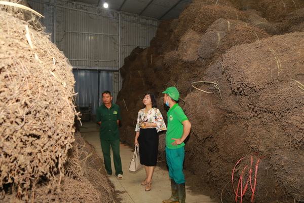 Cây thạch đen phơi khô