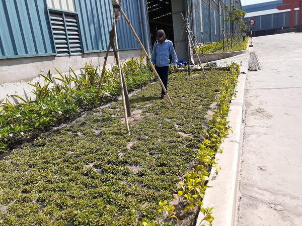 Dịch vụ trồng cây xanh, trồng cỏ - Cây Xanh Phú Cường - Công Ty TNHH Dịch Vụ Và Kỹ Thuật Phú Cường
