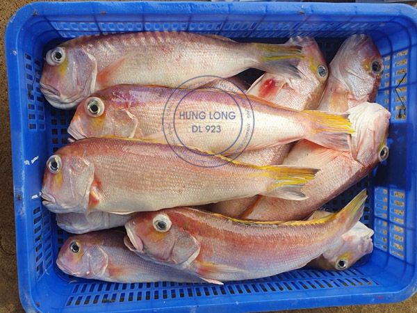 Cá phèn quéo đông lạnh (Fillet/Nguyên miếng)