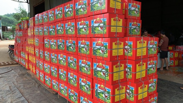 Đóng gói xuất khẩu - Trà Kiến Thuận - Hợp Tác Xã Dịch Vụ Tổng Hợp Kiến Thuận