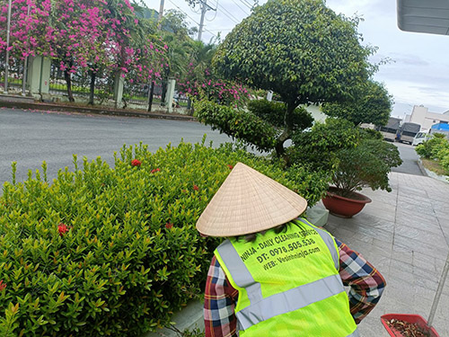 Dịch vụ chăm sóc cây xanh - Vệ Sinh Công Nghiệp Ninja Care - Công Ty TNHH TM DV NINJA SERVICE