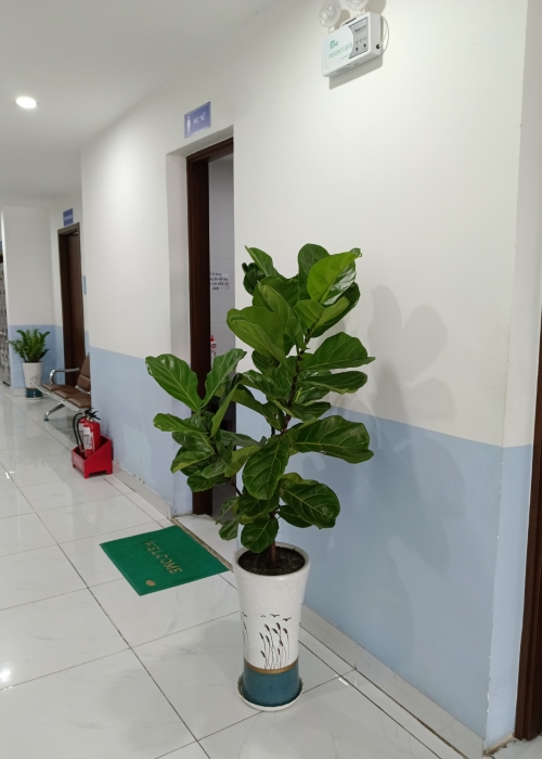 Cây bàng Singapore - Phân bón Phú Hòa - Công Ty TNHH TM Và SX Phú Hòa