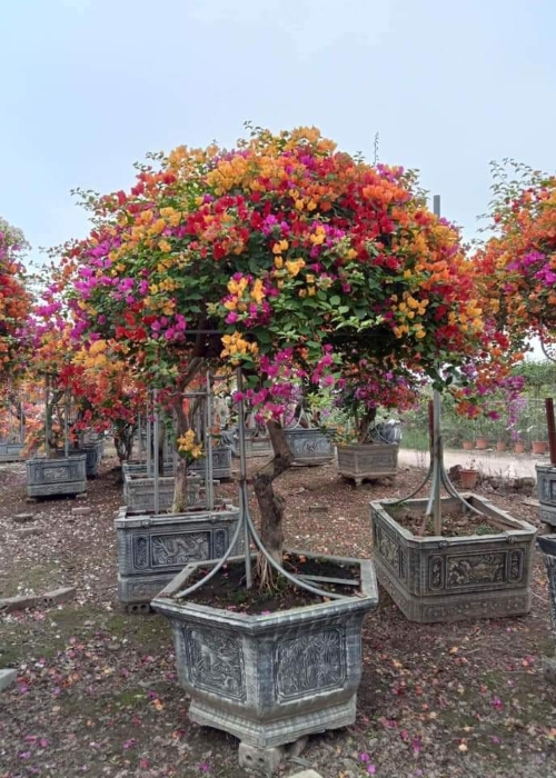 Cây bông giấy - Phân bón Phú Hòa - Công Ty TNHH TM Và SX Phú Hòa