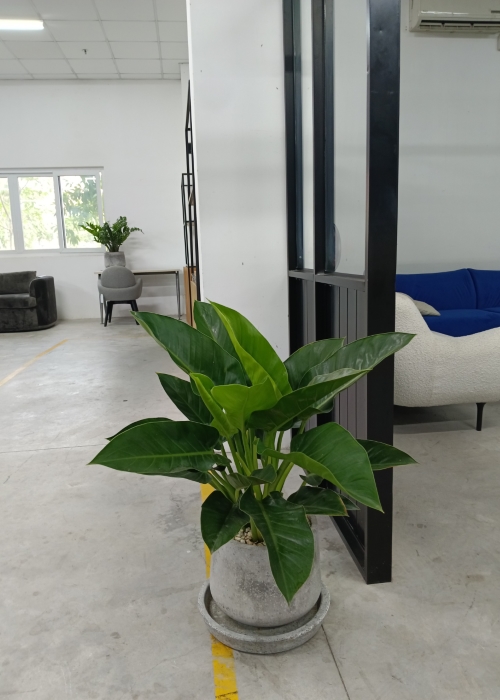 Cây đại đế vương xanh - Phân bón Phú Hòa - Công Ty TNHH TM Và SX Phú Hòa