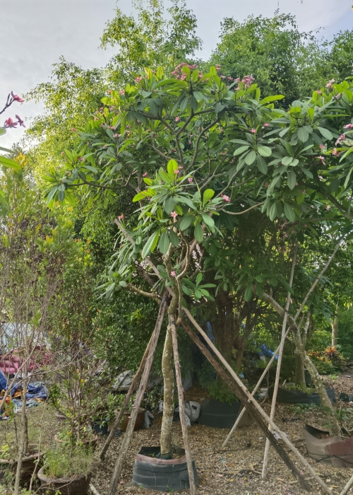 Cây đại đỏ, cây hoa sứ đỏ - Phân bón Phú Hòa - Công Ty TNHH TM Và SX Phú Hòa