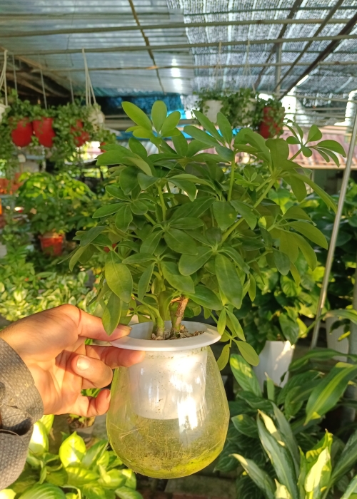 Cây ngũ gia bì thủy sinh - Phân bón Phú Hòa - Công Ty TNHH TM Và SX Phú Hòa