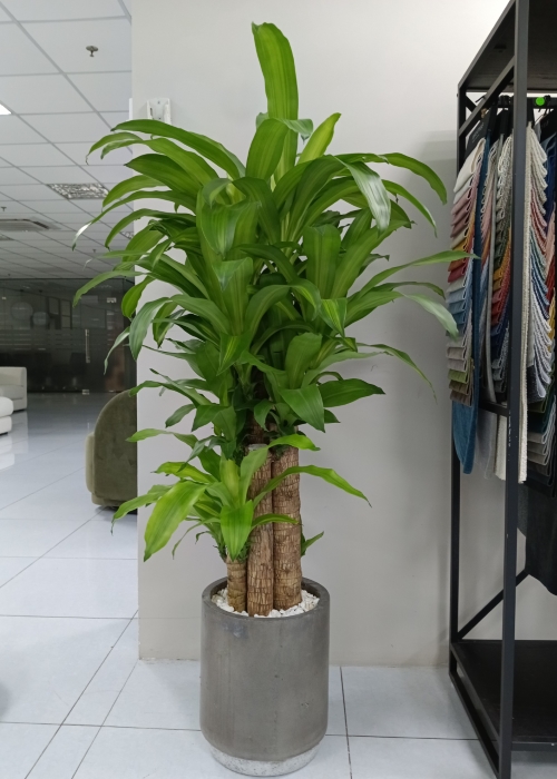 Cây thiết mộc lan - Phân bón Phú Hòa - Công Ty TNHH TM Và SX Phú Hòa