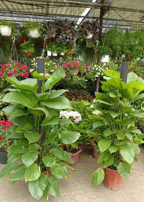 Cây trầu bà đế vương - Phân bón Phú Hòa - Công Ty TNHH TM Và SX Phú Hòa