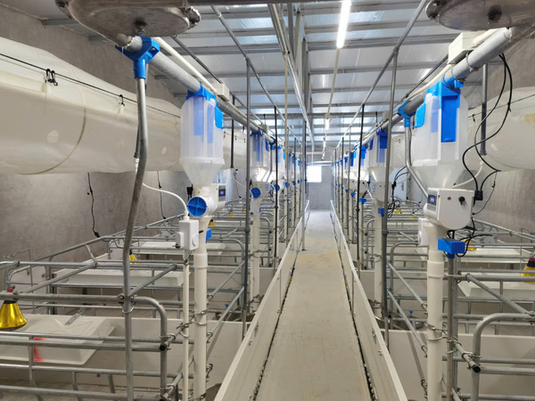 Hệ thống, thiết bị chăn nuôi heo