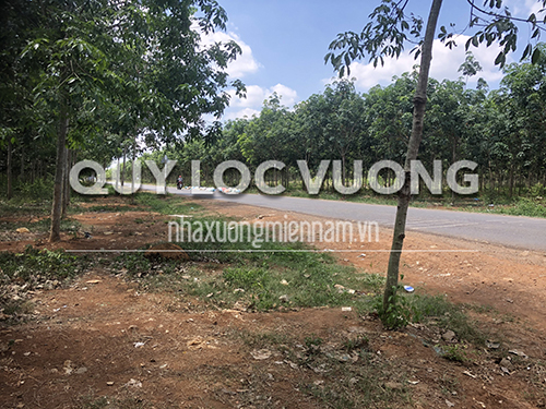 Cho thuê đất trồng rộng 5.000m2 ở huyện Thống Nhất, Đồng Nai
