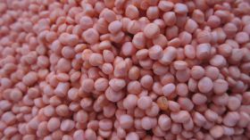 Hạt nhựa màu hồng - Hạt Nhựa TPR - Công Ty TNHH Sản Xuất Thương Mại Thuận Hưng