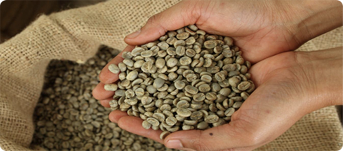Cà phê nhân Arabica - Nông Sản Sấy Khô Qualitex - Công Ty TNHH Qualitex