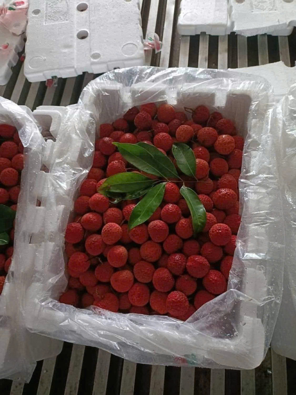 Túi nilon đục lỗ đựng nông sản