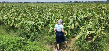Thăm vùng trồng cây thuốc lào (huyện Vĩnh Bảo - Hải Phòng)