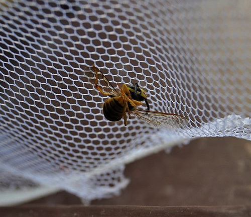 Lưới chắn ong - Công Ty TNHH Lưới Dệt Kim HLP