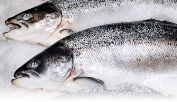 Cá hồi tươi Na Uy nguyên con - Salmon Fresh