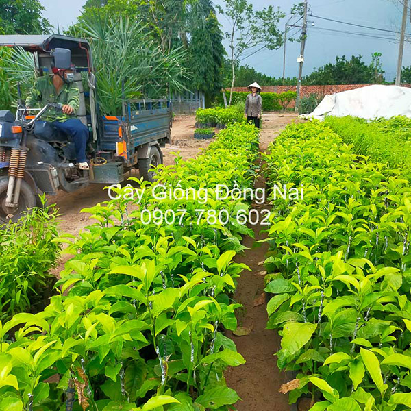 Cây dổi