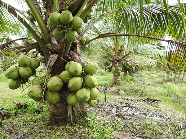 Cây dừa xiêm lùn