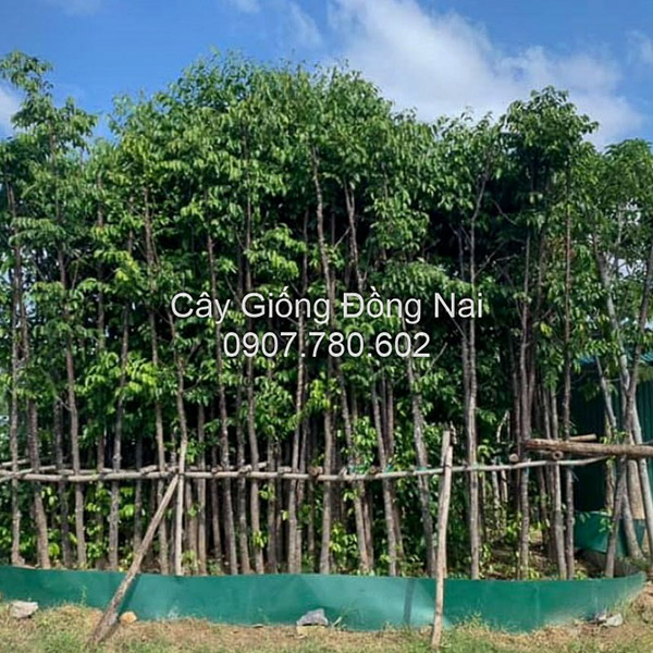 Cây gỗ sao - Trung Tâm Cây Giống Đồng Nai