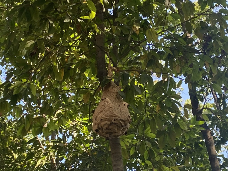 Dịch vụ diệt ong - Diệt Côn Trùng Pest Kill 247 - Công Ty TNHH Thương Mại Dịch Vụ Kỹ Thuật Hoàng Trang Việt Nam