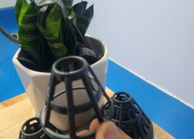 Rỏ tách trái sầu riêng, rỏ nấm