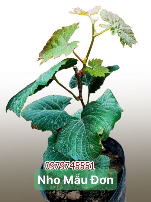 Thế Giới Cây Nho