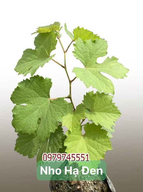 Thế Giới Cây Nho