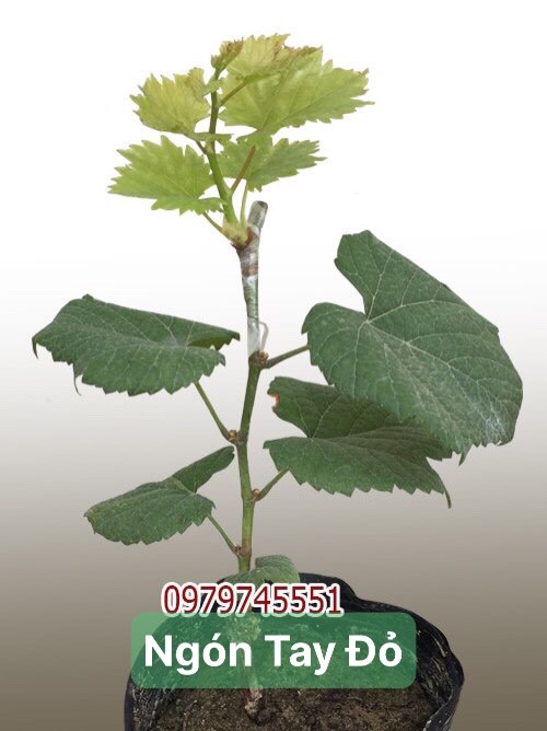 Thế Giới Cây Nho