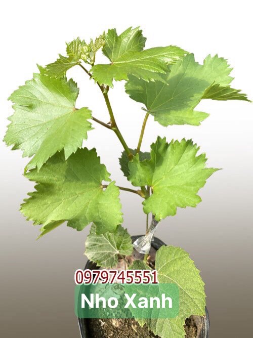 Thế Giới Cây Nho