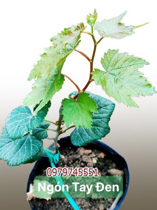 Thế Giới Cây Nho