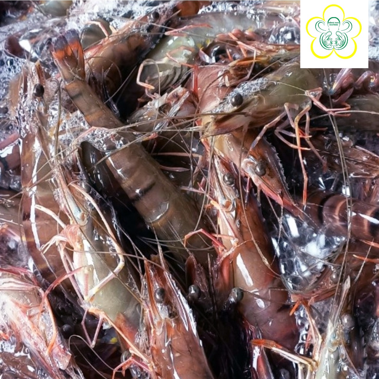 Tôm - Công Ty TNHH Hồng Anh Seafood