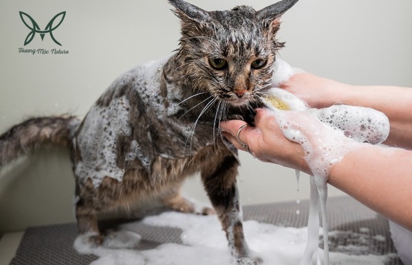 Gia công sữa tắm cho thú cưng - Hóa Mỹ Phẩm Hương Mộc - Công Ty Cổ Phần Hóa Mỹ Phẩm Hương Mộc