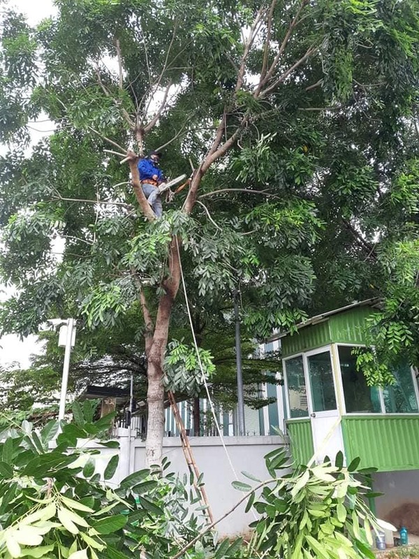 Dịch vụ cắt tỉa cây xanh - Cây Xanh Phú Cường - Công Ty TNHH Dịch Vụ Và Kỹ Thuật Phú Cường