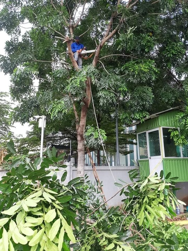 Dịch vụ cắt tỉa cây xanh - Cây Xanh Phú Cường - Công Ty TNHH Dịch Vụ Và Kỹ Thuật Phú Cường